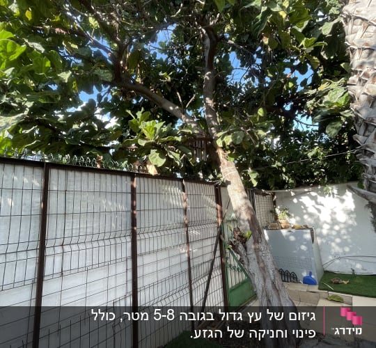 עץ גדול ליד גדר מתכת בחצר